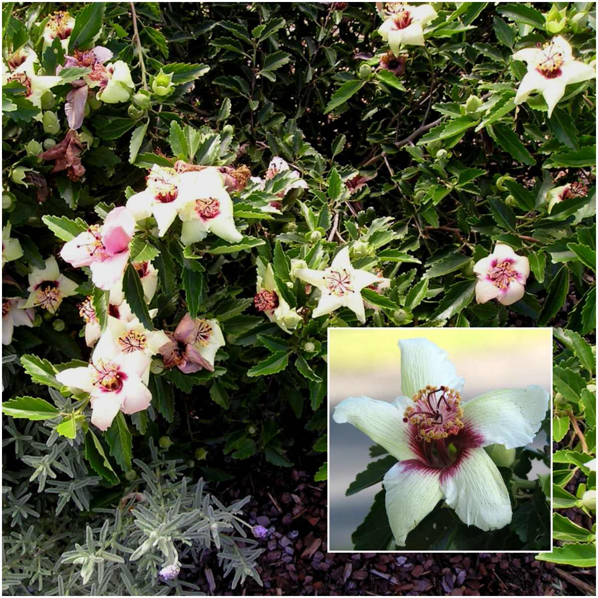 Phillip Island Hibiscus